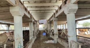 Cattle-Dairy-Farm-Idea-In-Village-My-Cattle-Dairy-Farm-in-Village-Business-Idea