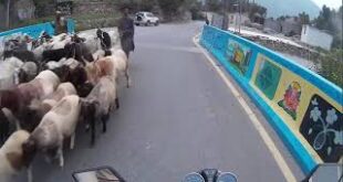 Goats-On-The-Road-On-The-Way-To-Pattan-On-Bike